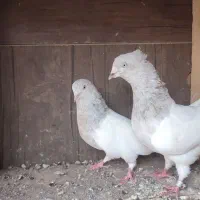نرماده. ضمانت تخم. جوجه رگ دار