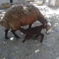گوسفند و بره داشتی،بز میش،گاو