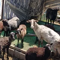 فروش گوسفند رومانف ۳قلو زا فوری
