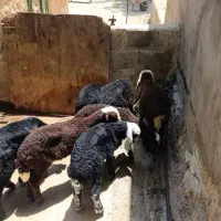 بره
