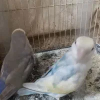 یک جفت کوتوله برزیلی