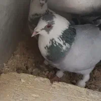 کفتر دورگ یه رگ پلاکی یه رگ دمگیر