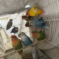 طوطی برزیلی و مرغ عشق