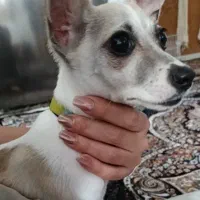 نژاد شی واوا