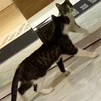 واگزاری گربه