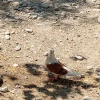 کبوتر شون سرخ ماده