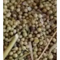خرید وفروش گشنیز