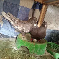 کفتر نروماده دم سفید