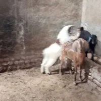 بزدوقلو جمل