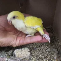 جوجه راهب لوتینو