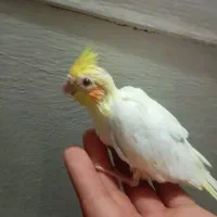 عروس هلندی
