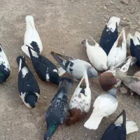 دسته کبوتر زدوخوردی