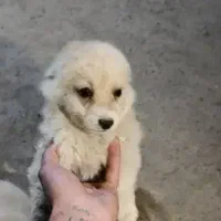 سگ پاکوتاه
