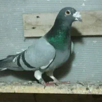 سبز ابلغ|پرنده|بیرجند, |دیوار