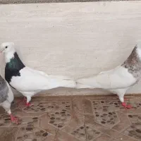 سه عدد طوقی