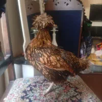فروش مرغ و خروس محلی