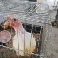 بچه خروس ماشینی