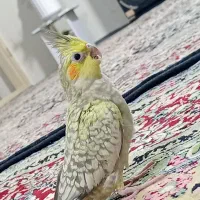 عروس هلندی