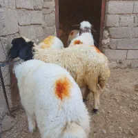 ۵راس بره نر و ماده