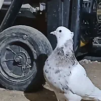 کفتر