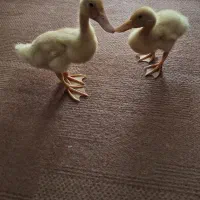 جوجه اردک