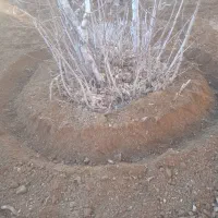 تیلر زدن وگود برداری درخت