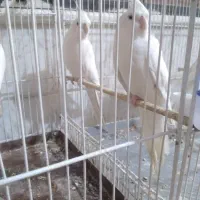 ۳عدد تخم آلبینوو