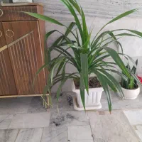 ...گل با گلدون