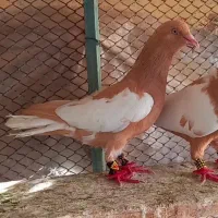 تعدادی ابلغ افغانی سرخ زرد سیاه نرماده و جوانه