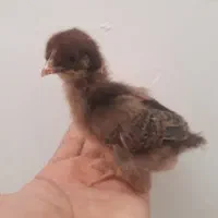 جوجه لری اصیل اصل اصل ۲۵ روزه