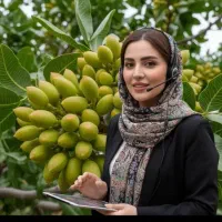 فروش نهال سیب گلابی گردو بادام صنوبر عناب سنجدپسته