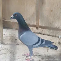 کفتر|پرنده|تهران, کوثر|دیوار