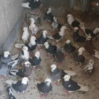 کفتر. نرماده گنجه ابلق ۲۳ عدد گنجه سرور۴۰ عدد