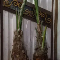 پاجوش نخل