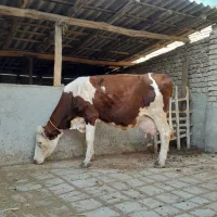 گاو مونت قرمز آبستن ۴ماه