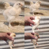 فروش جوجه برهما