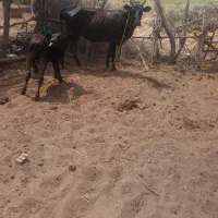 گاوزایده