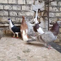 کفتر