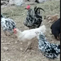 جوجه محلی،گلین لری خال سوزنی،برهما