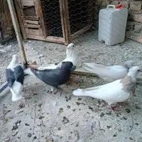 دوکت و طوقی و دم سفید وگرگی