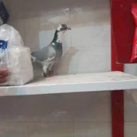 گمشده