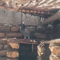 سبز