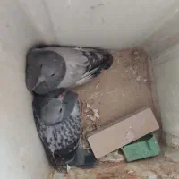 کفتر چاهی