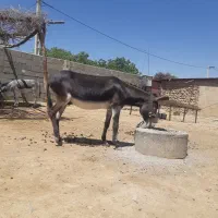 خر عصیل‌ارام برای کار
