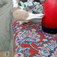 یک سابقه دارد