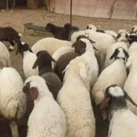 گوسفند فروشی در اسلامشهر