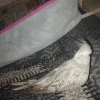 پرنده عروس هلندی و کوتوله برزیلی