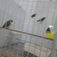 فنچ گلدین