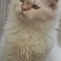 گربه پرشین نر جهت جفتگیری