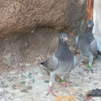 ساعت|ساعت|ایذه, |دیوار